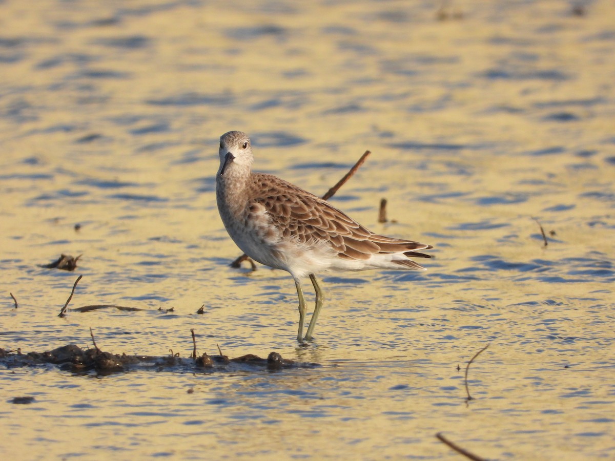 流蘇鷸 - ML647537098