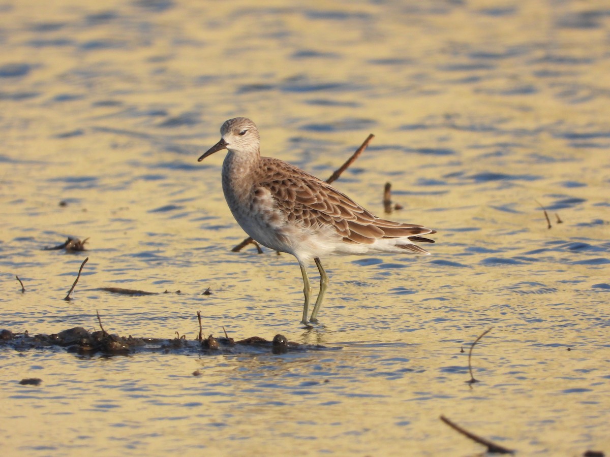 流蘇鷸 - ML647537099