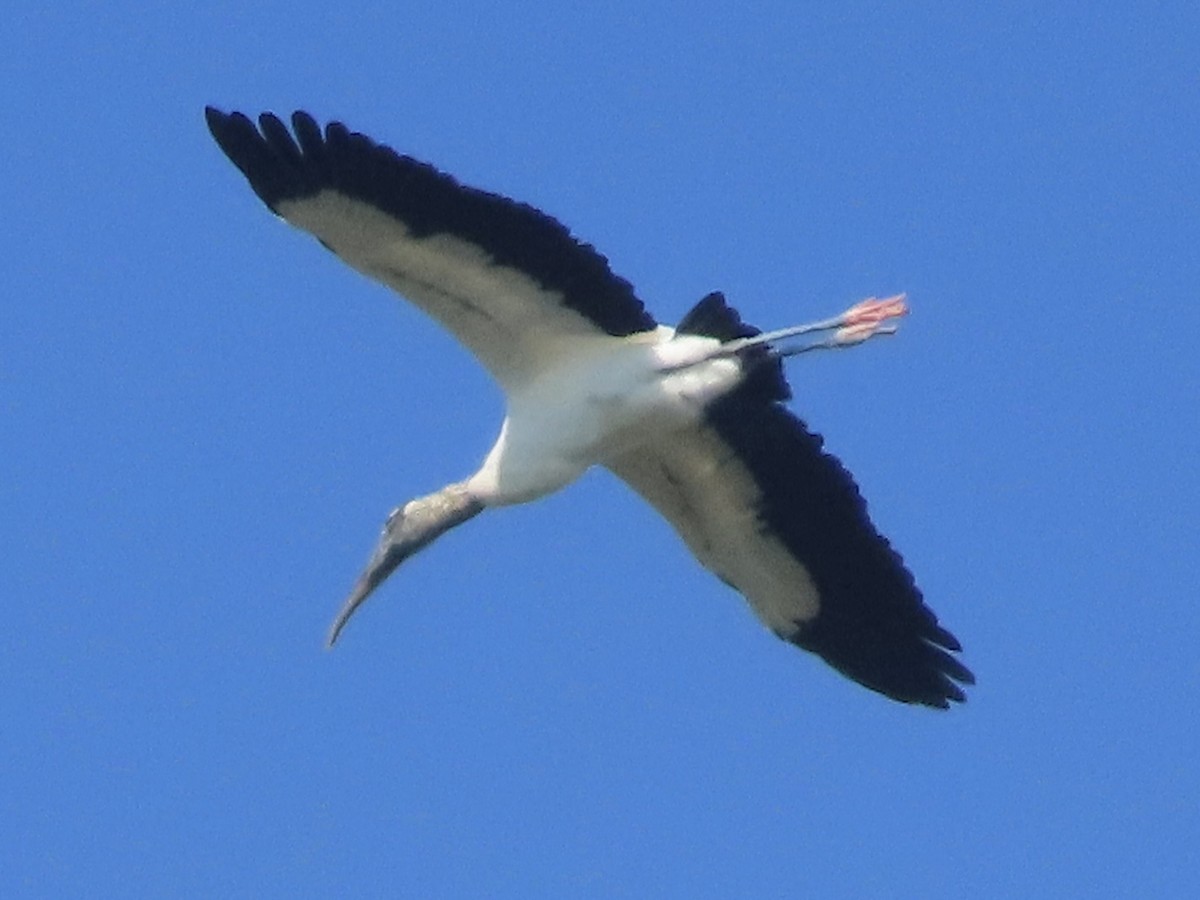 Wood Stork - ML647537101