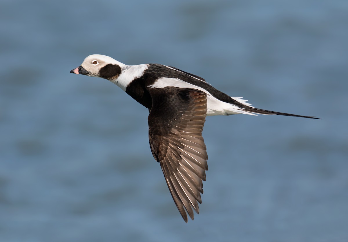 長尾鴨 - ML647537103