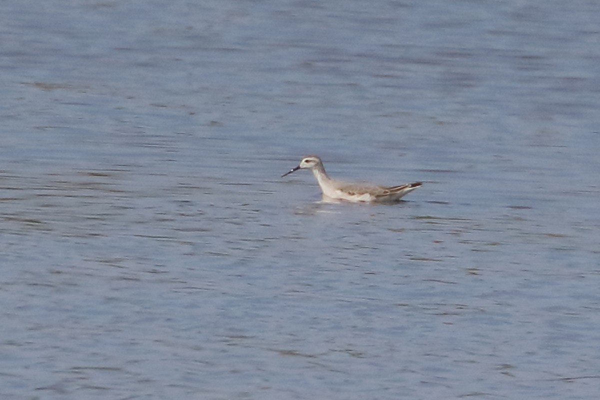 Wilson's Phalarope - ML647537105