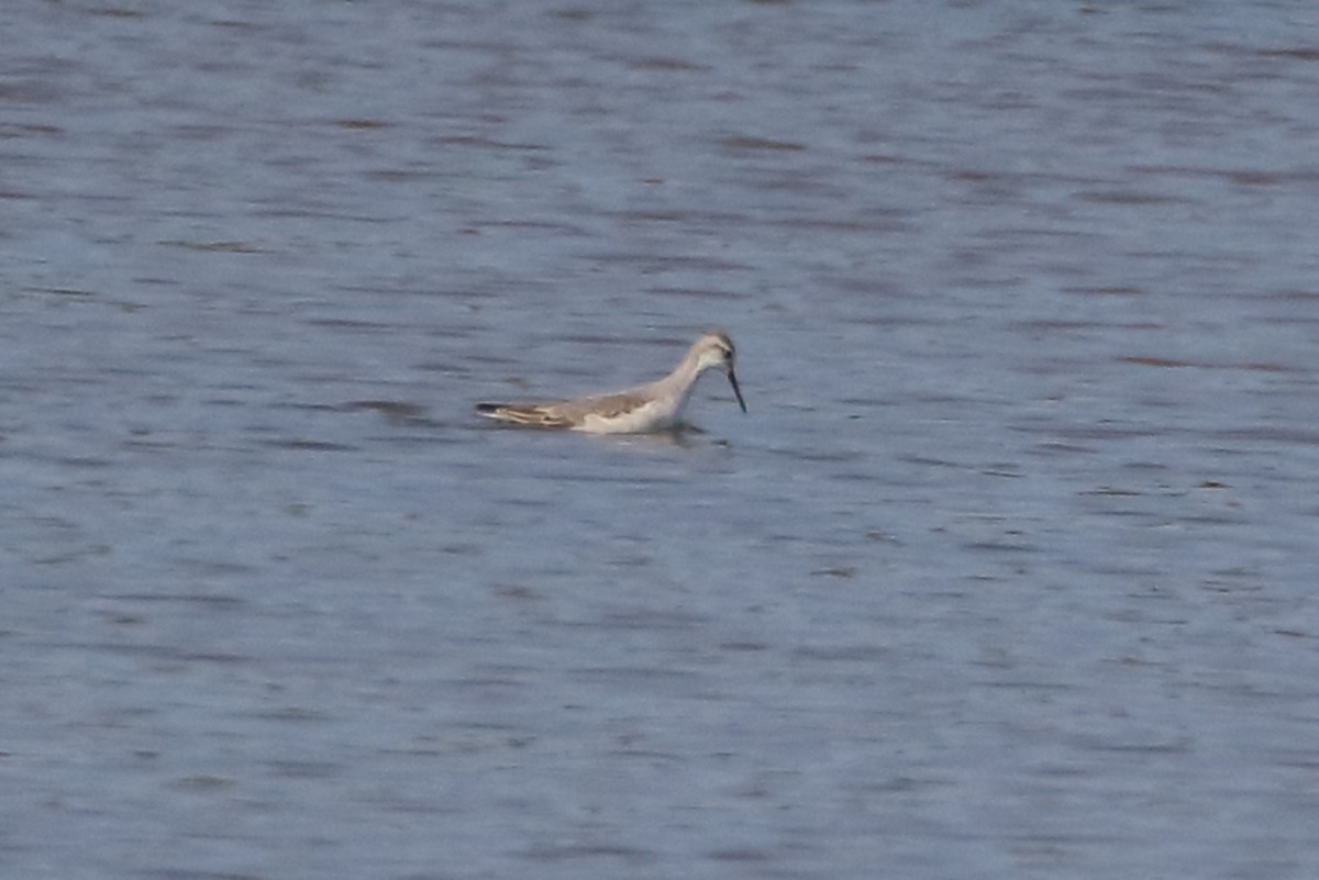 Wilson's Phalarope - ML647537106