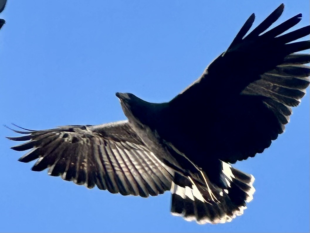 Common Black Hawk - ML647537108