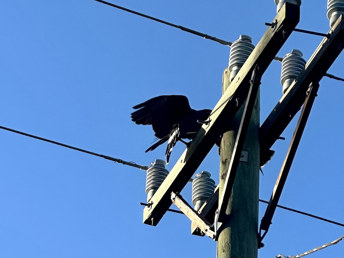 Common Black Hawk - ML647537109