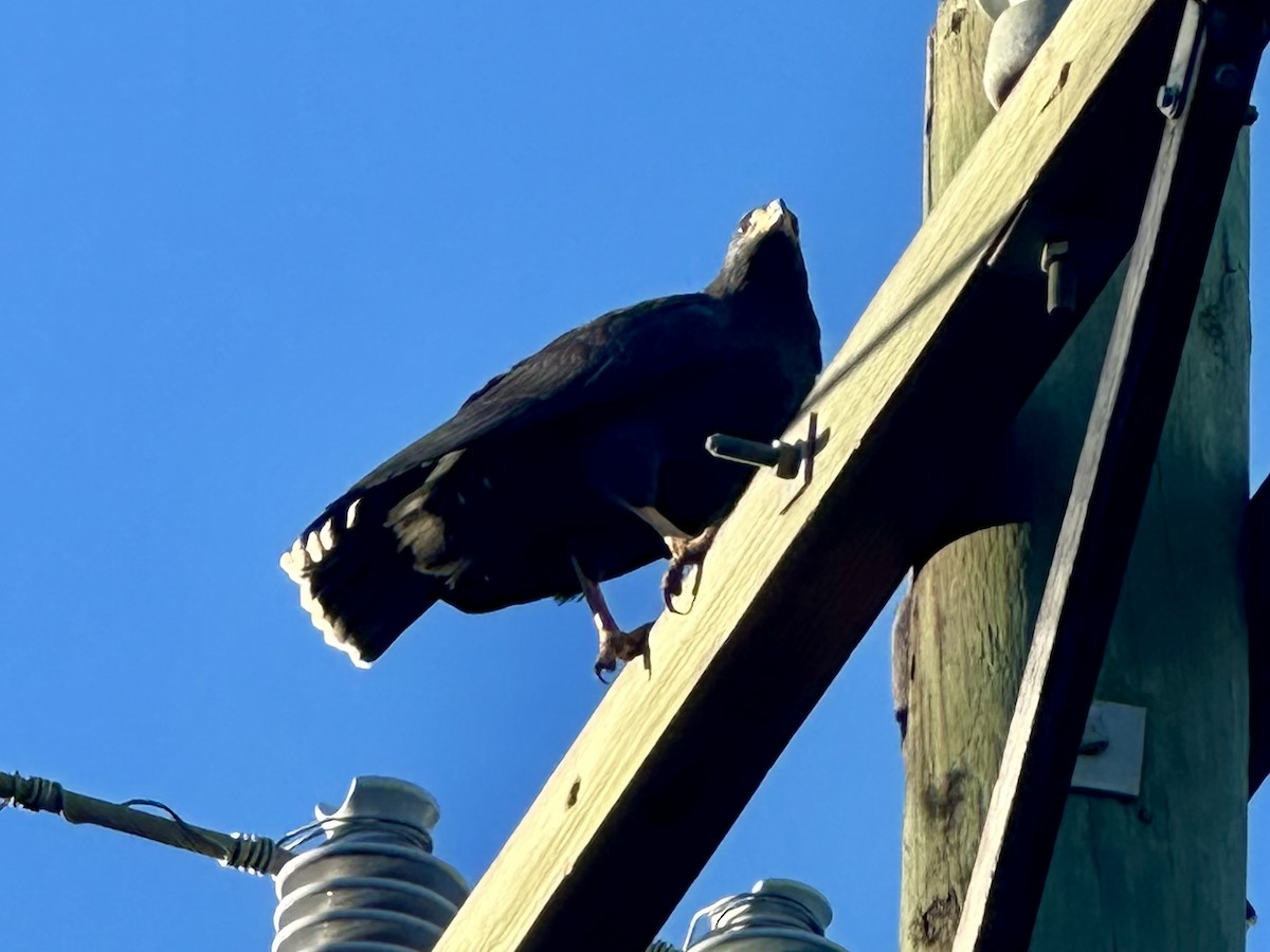 Common Black Hawk - ML647537110