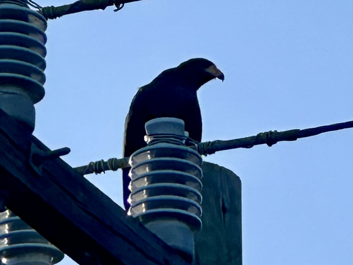 Common Black Hawk - ML647537111