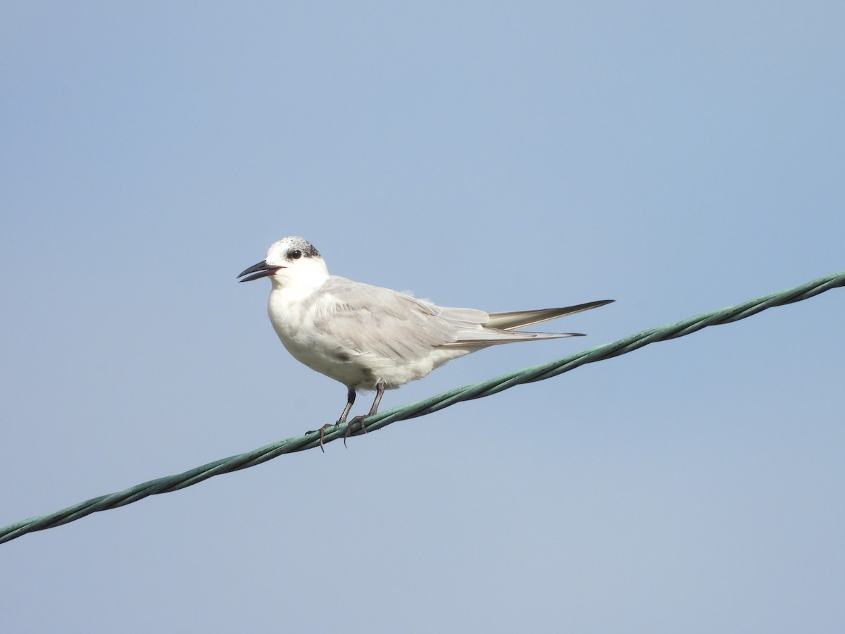 黑腹燕鷗 - ML647537113