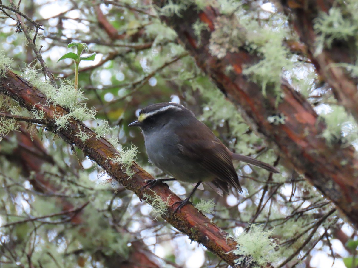 Crowned Chat-Tyrant - ML647537115