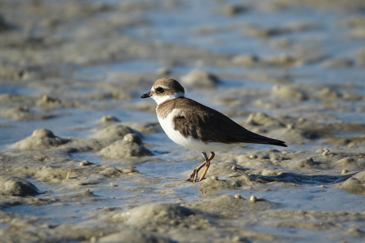 Semipalmated Plover - ML647537118