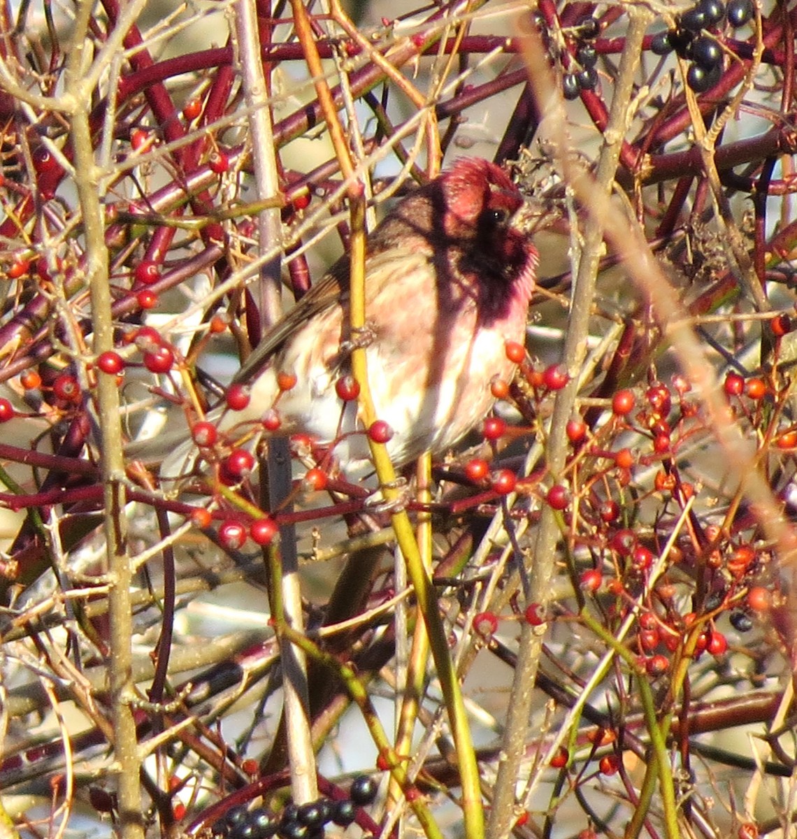 Purple Finch - ML647537119