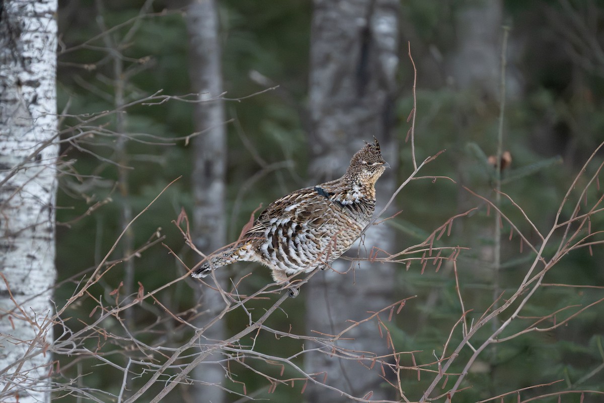 Ruffed Grouse - ML647537120