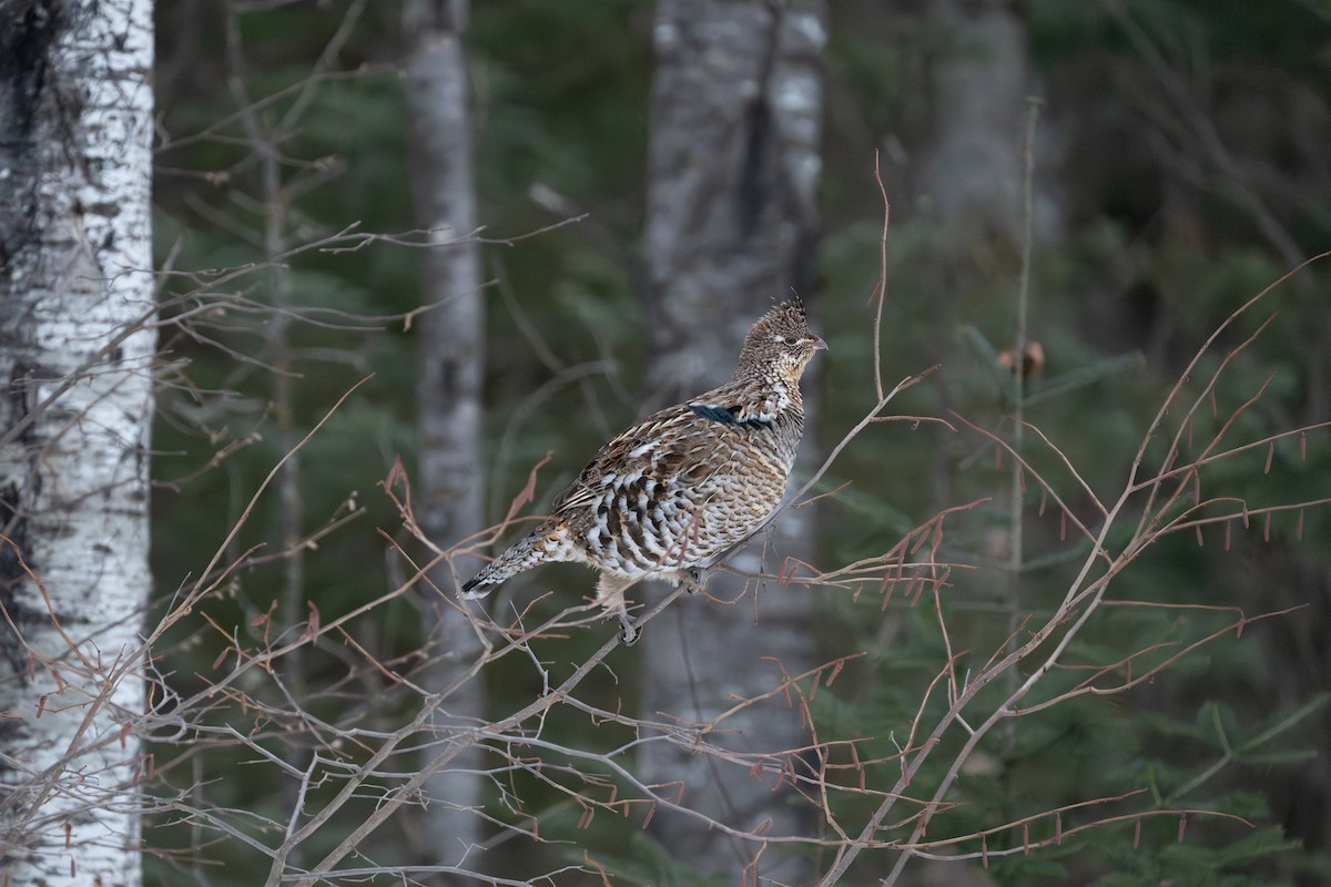Ruffed Grouse - ML647537121