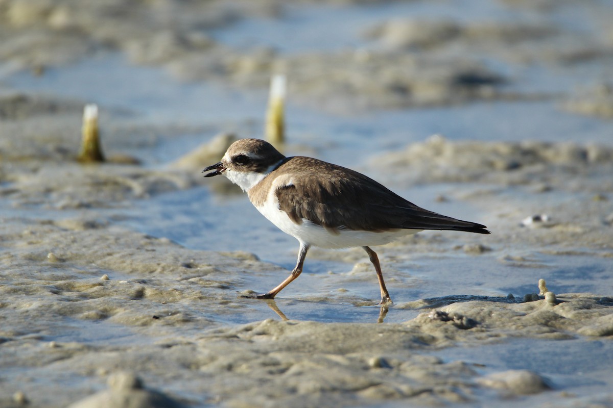 Semipalmated Plover - ML647537122