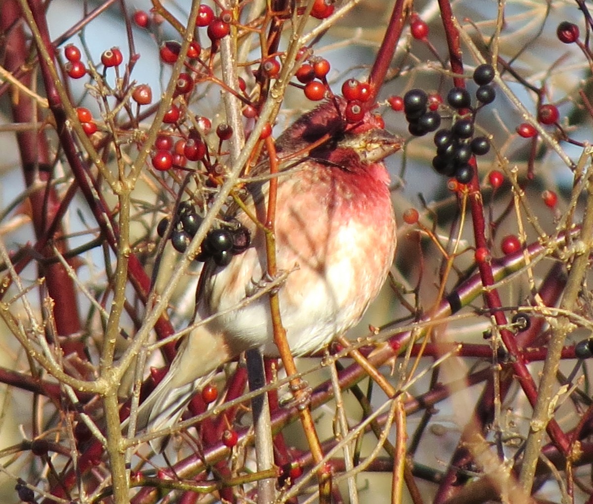 Чечевиця кармінова - ML647537123
