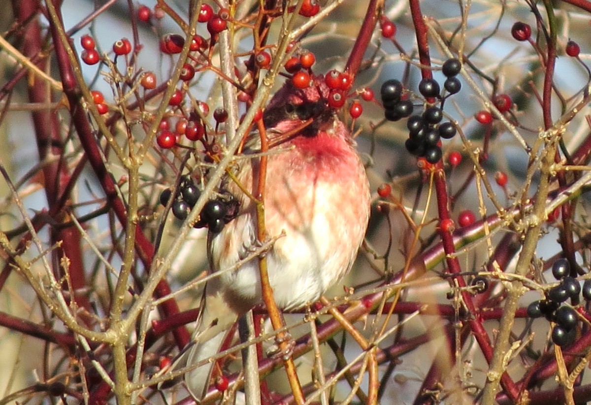 Чечевиця кармінова - ML647537126