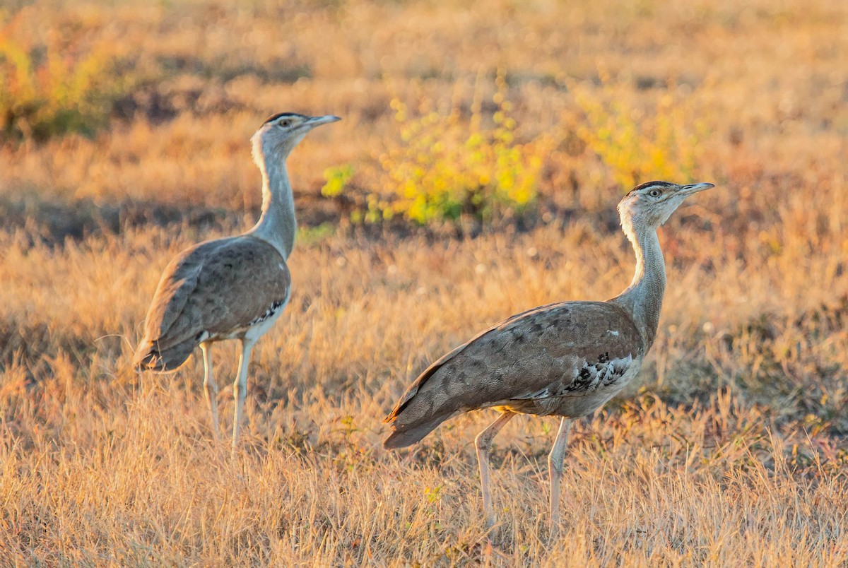 Australian Bustard - ML647537145