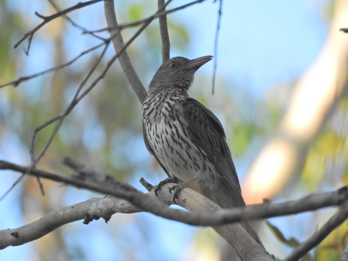 Olive-backed Oriole - ML647537152