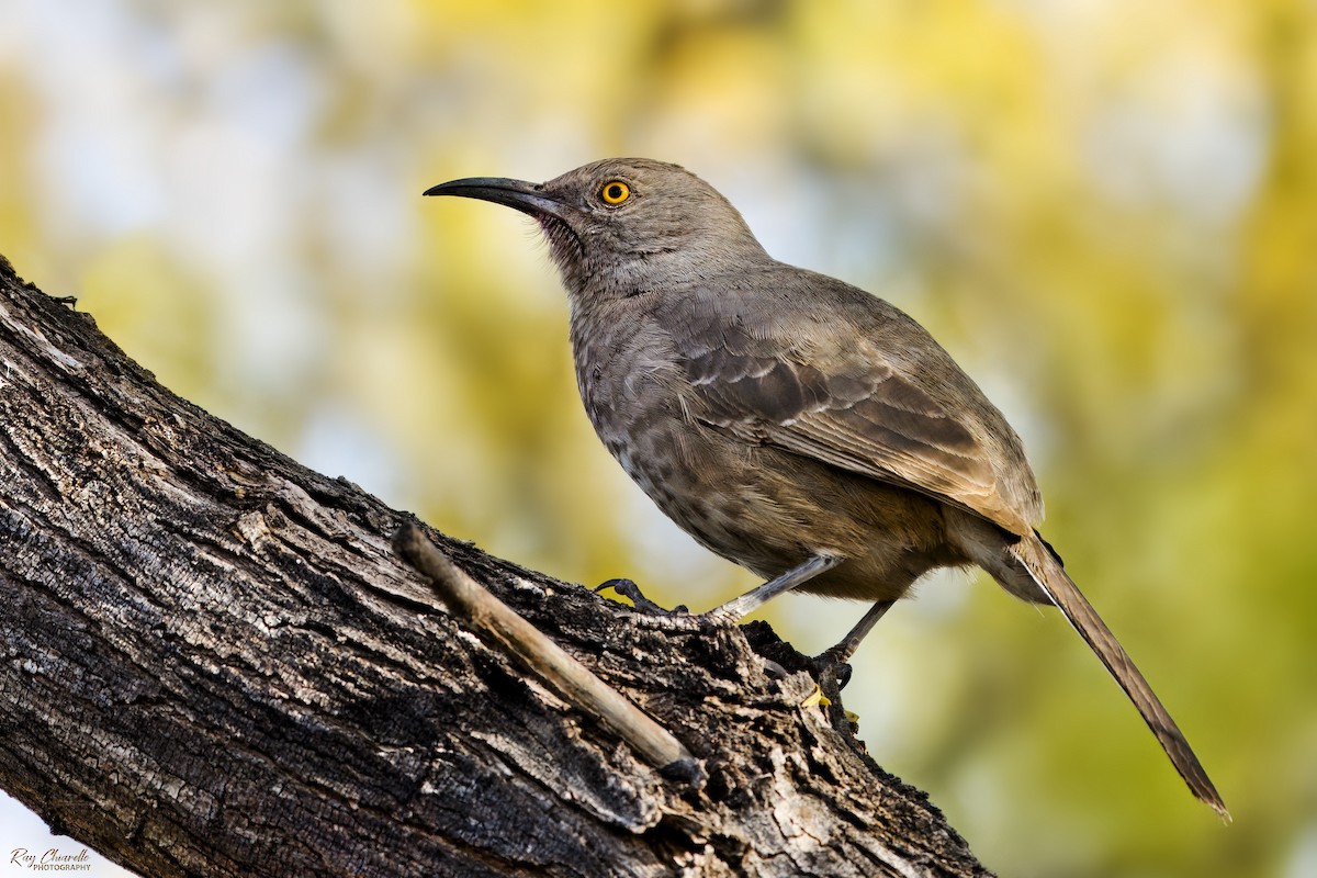 Curve-billed Thrasher - ML647537155