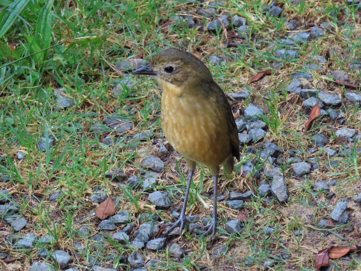 Tawny Antpitta - ML647537156