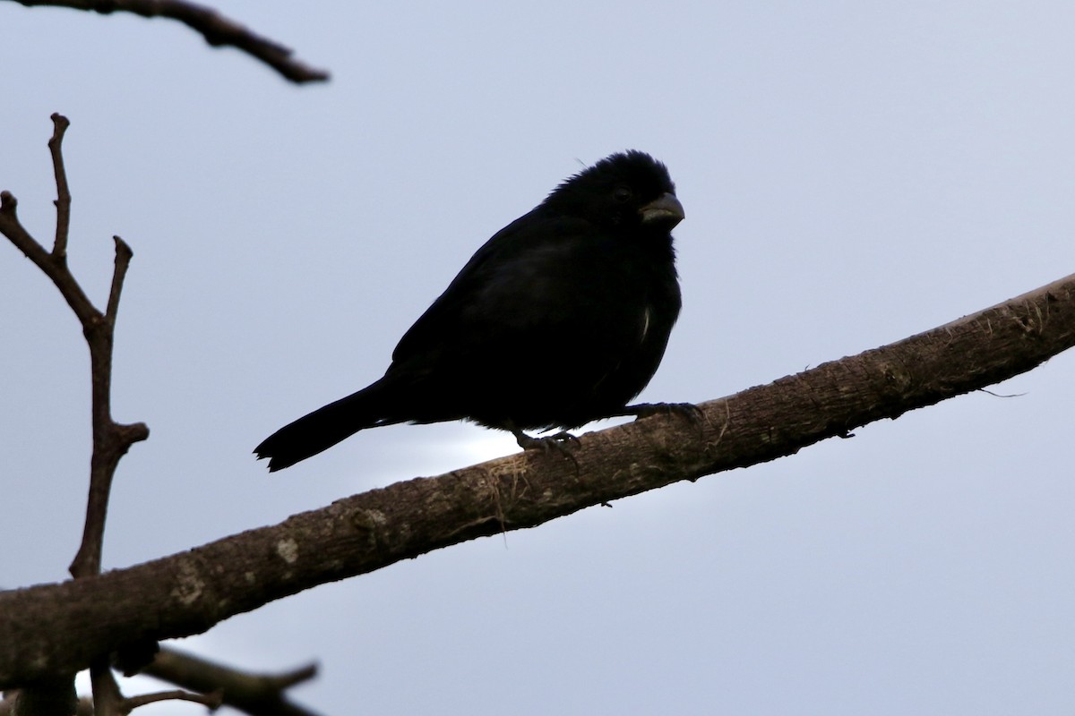 Variable Seedeater - ML647537157