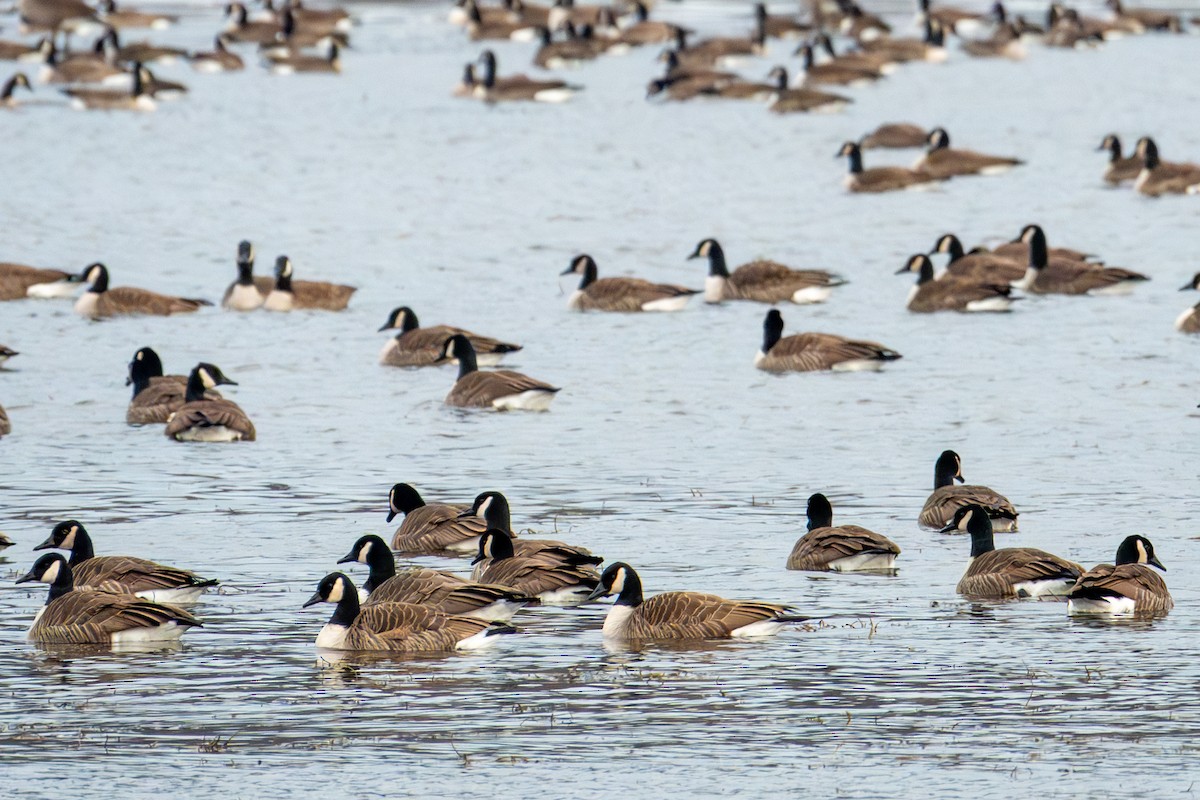 Canada Goose - ML647537159