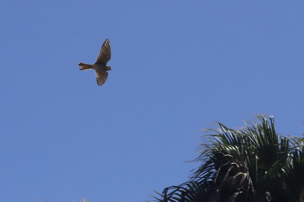 American Kestrel - ML647537160