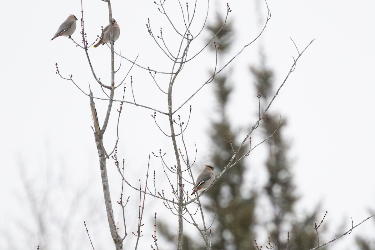 Bohemian Waxwing - ML647537161