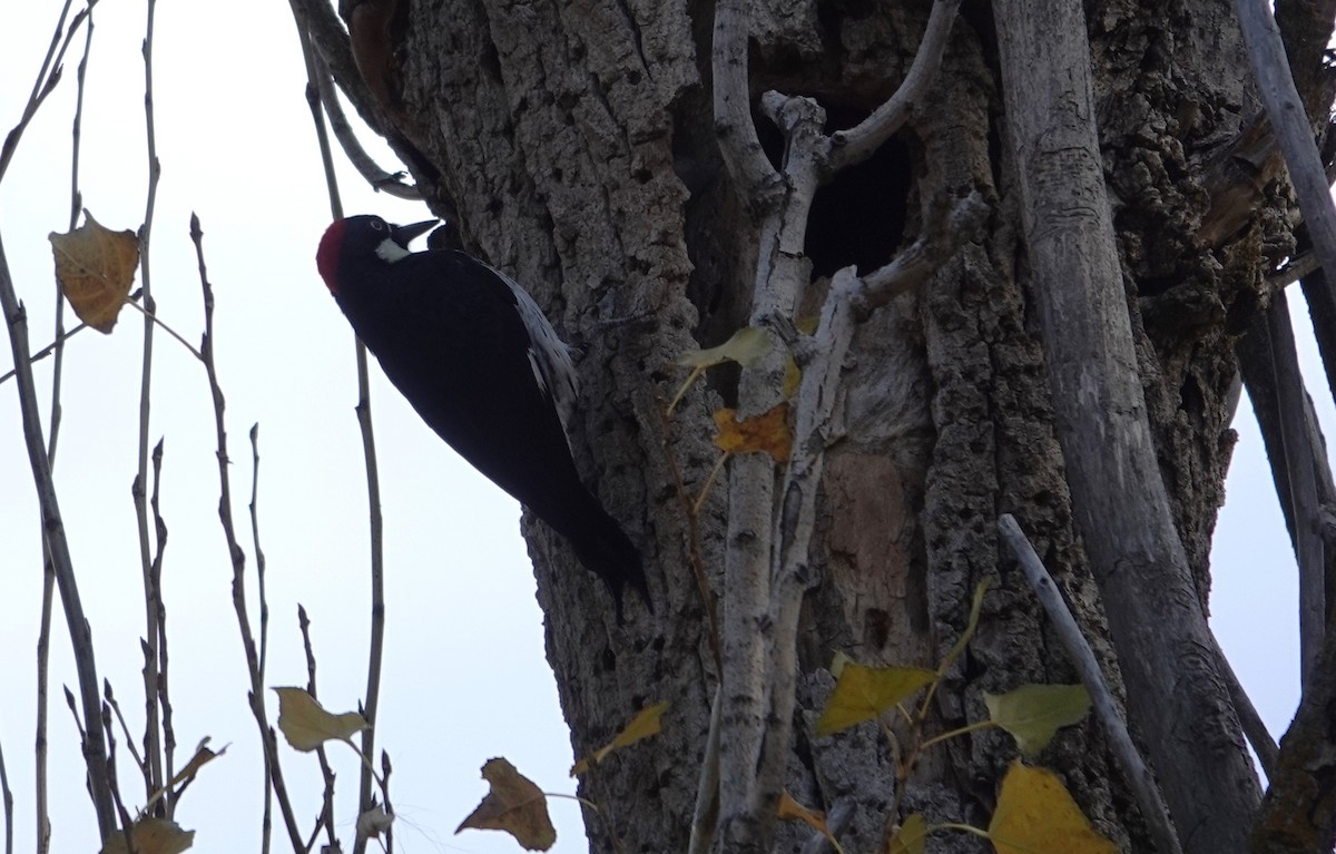 Acorn Woodpecker - ML647537162