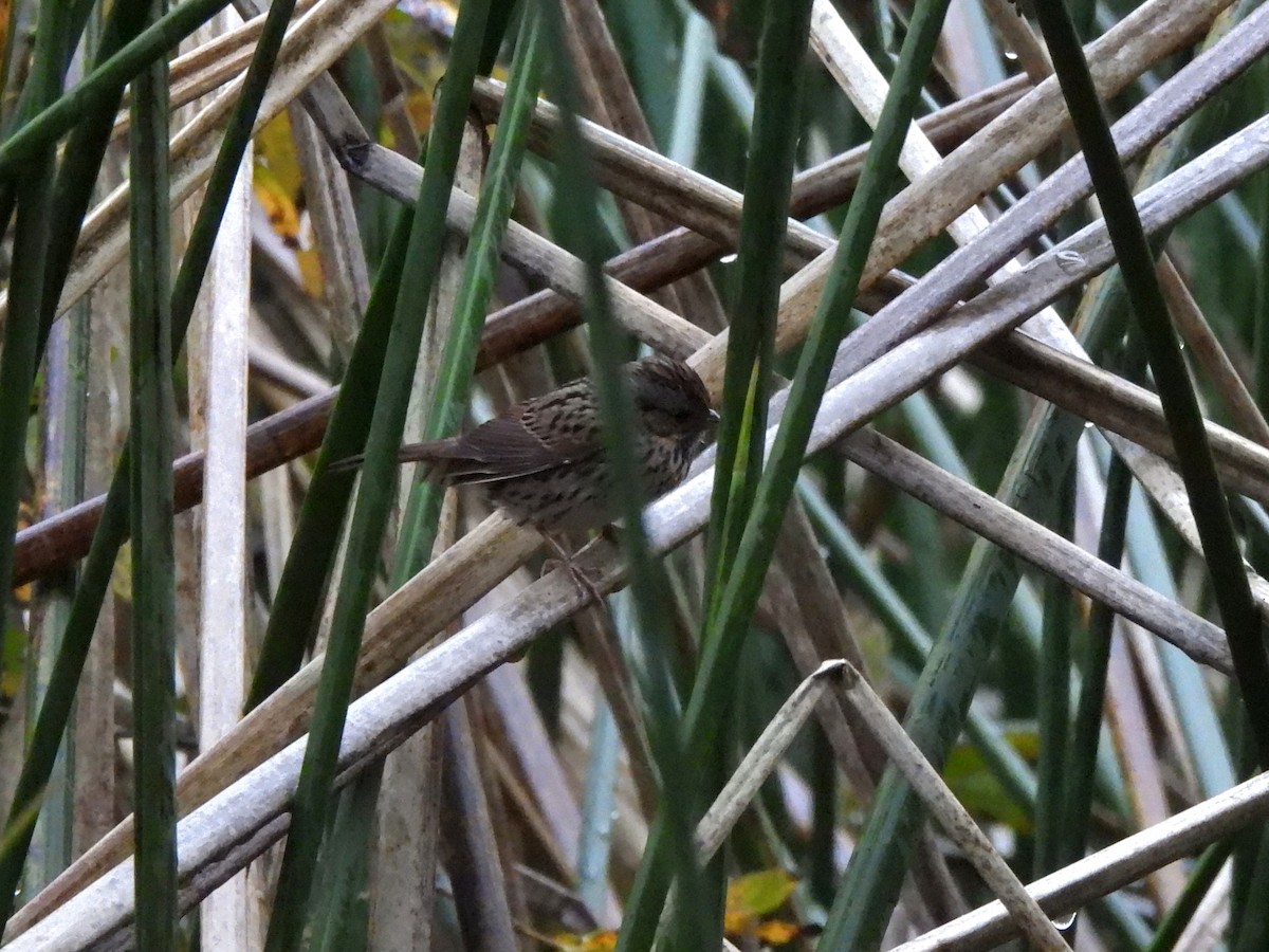Lincoln's Sparrow - ML647537163
