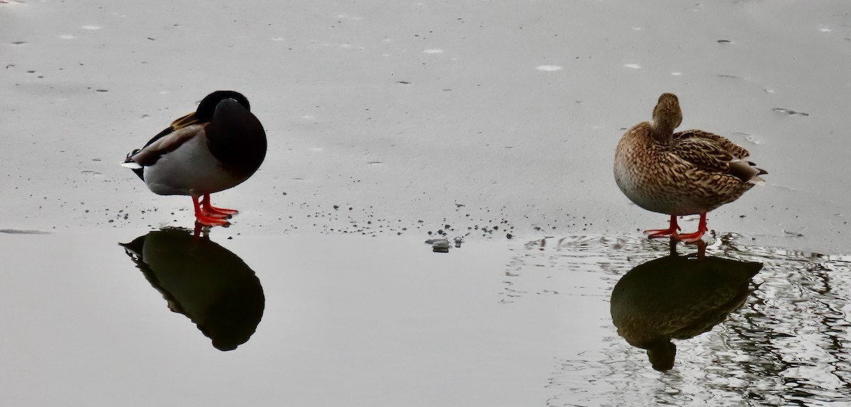 Mallard - ML647537164