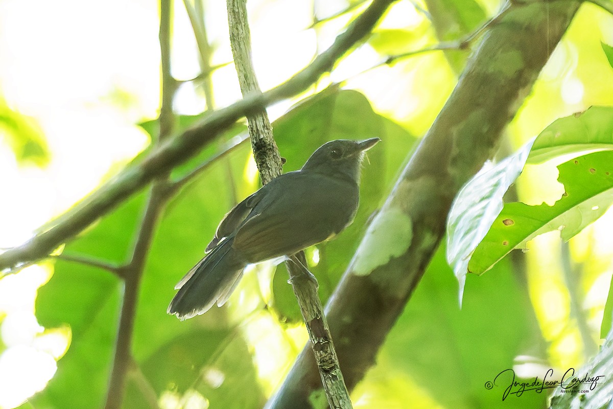 Cinereous Antshrike - ML647537165