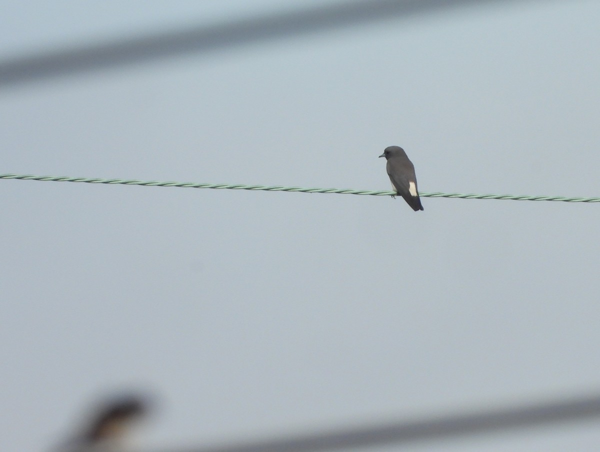 White-breasted Woodswallow - ML647537166