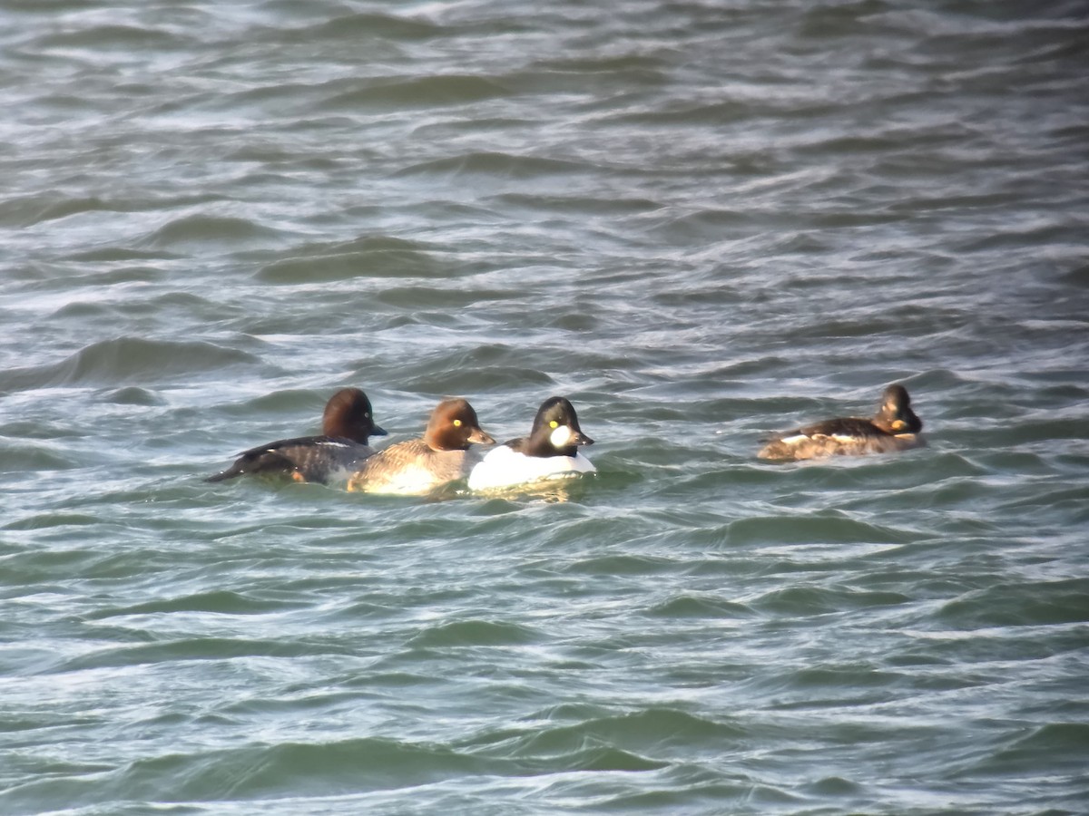 Common Goldeneye - ML647537168