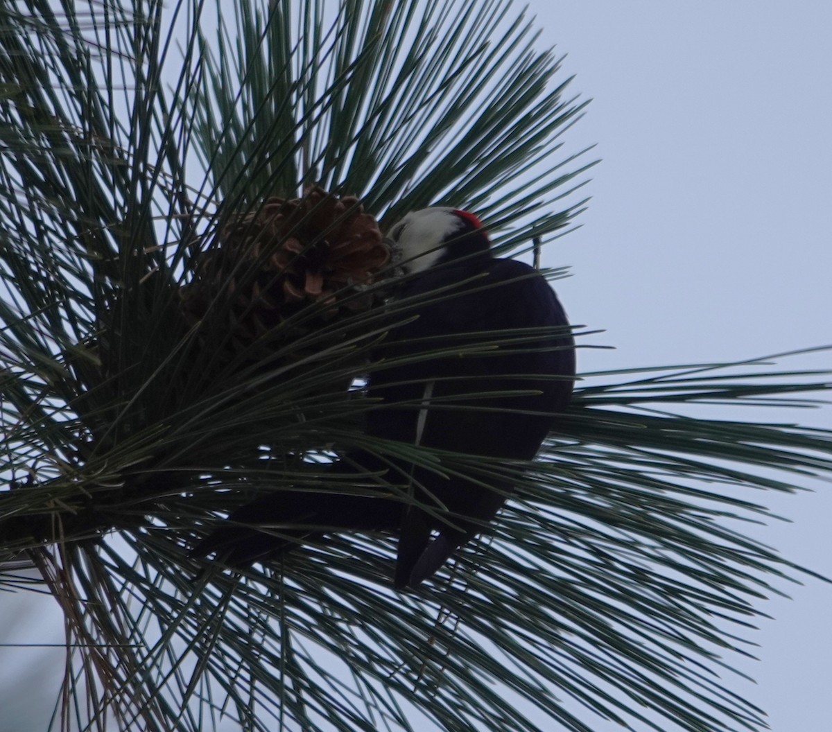 White-headed Woodpecker - ML647537172