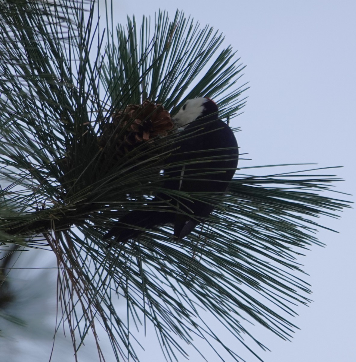 White-headed Woodpecker - ML647537173