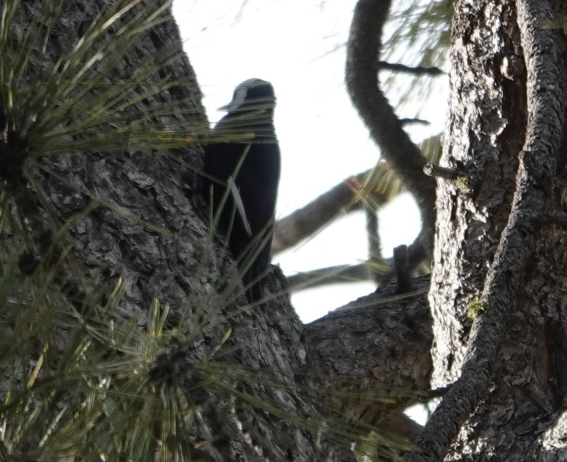 White-headed Woodpecker - ML647537176