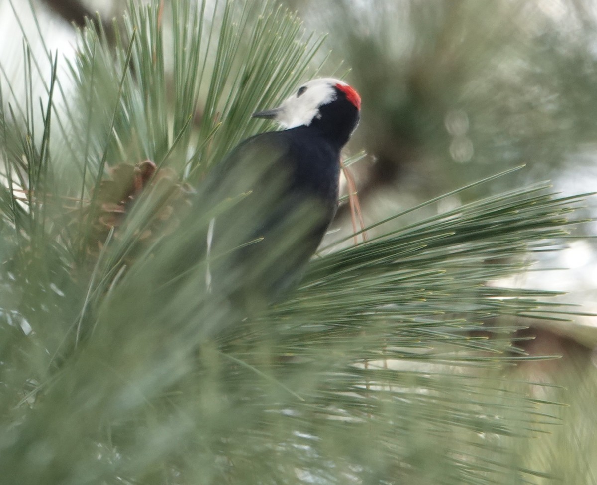 White-headed Woodpecker - ML647537178