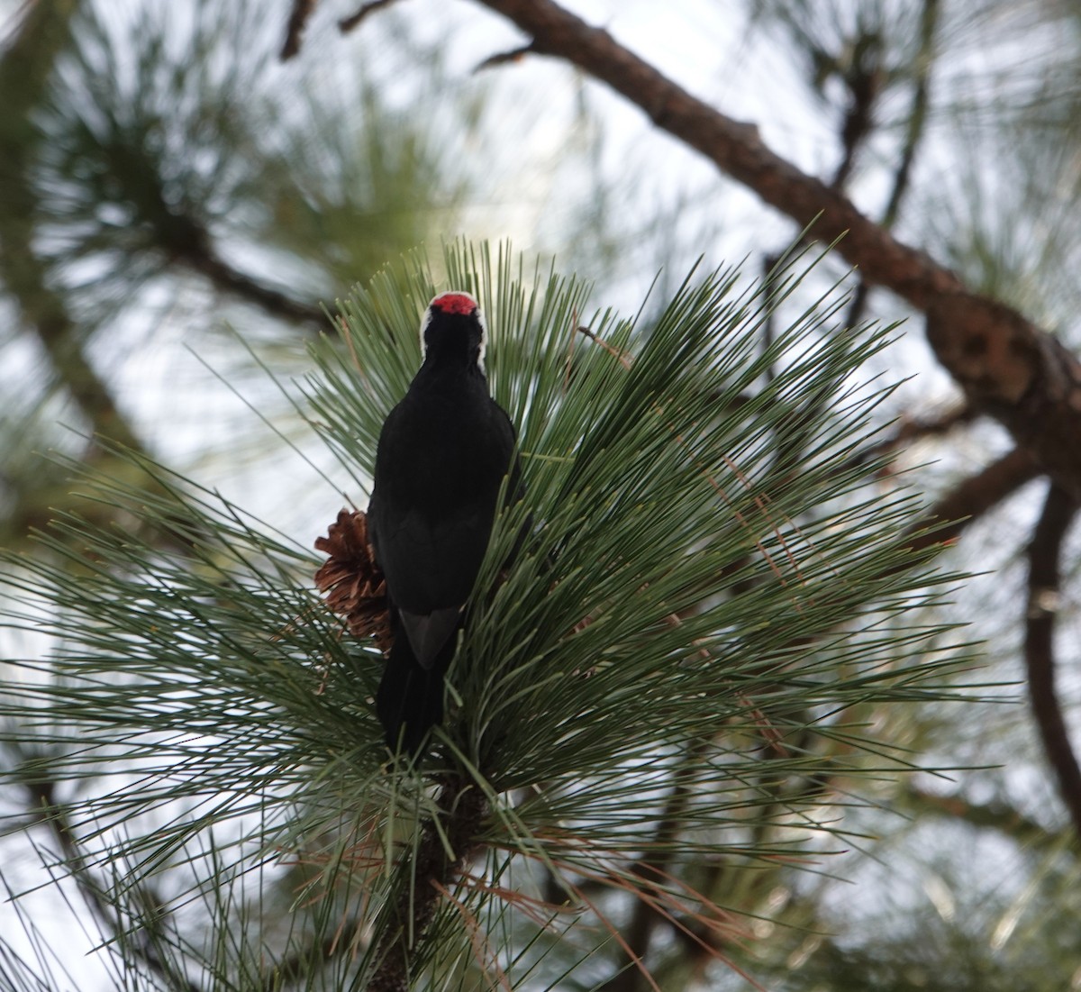 White-headed Woodpecker - ML647537179