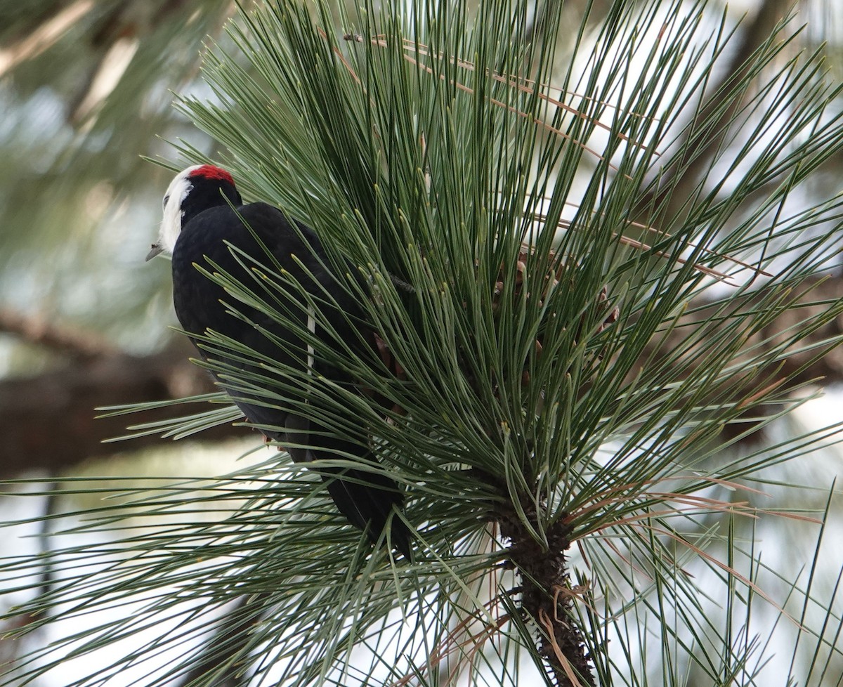 White-headed Woodpecker - ML647537180