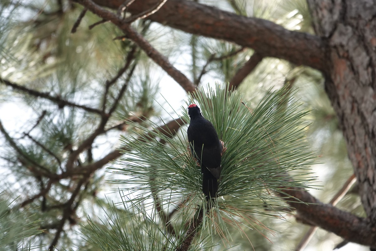 White-headed Woodpecker - ML647537183
