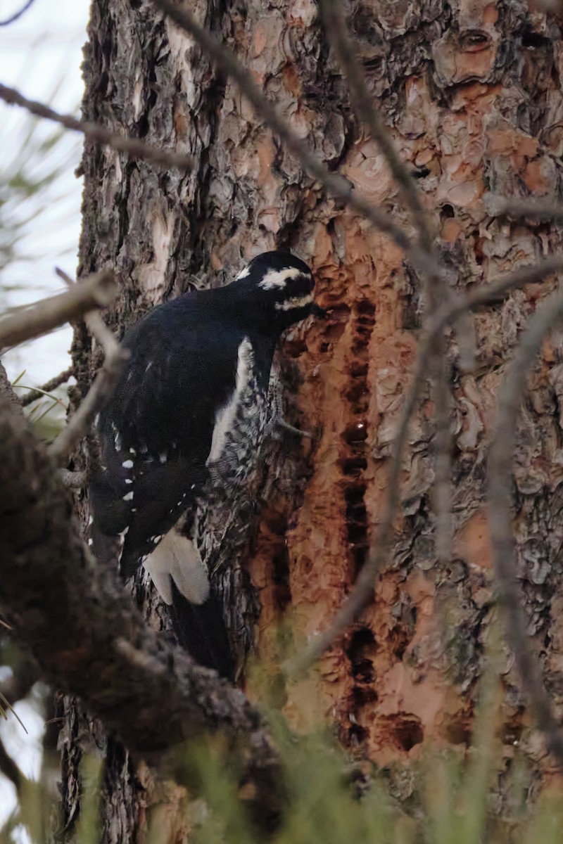 Red-naped Sapsucker - ML647537184