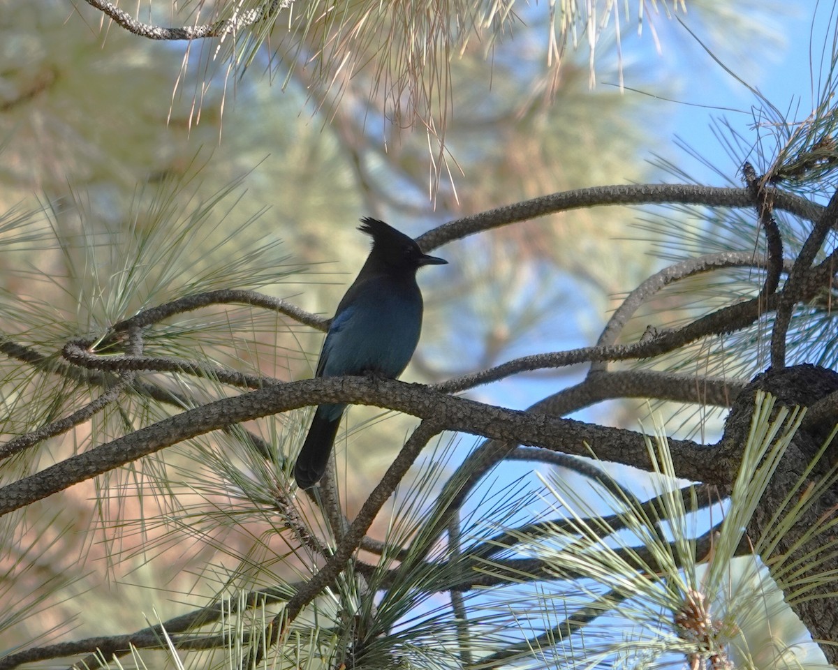 Steller's Jay - ML647537186