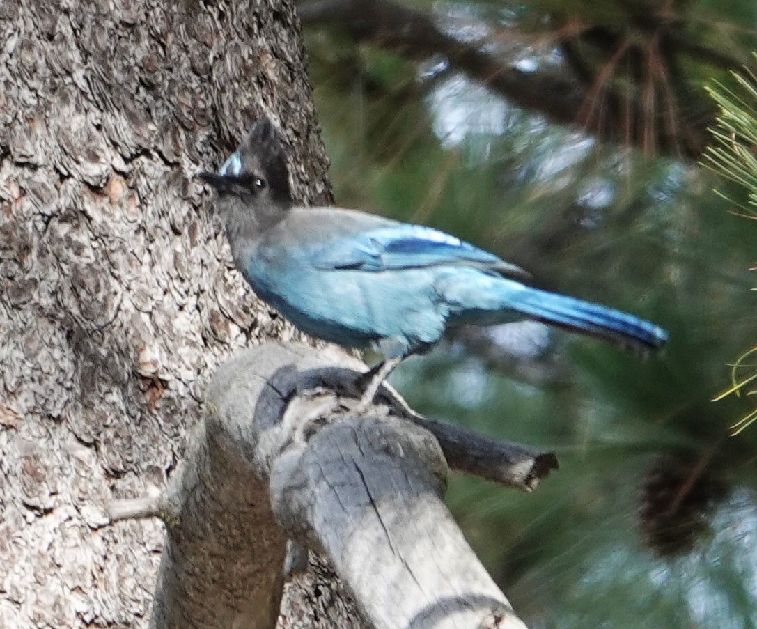 Steller's Jay - ML647537193