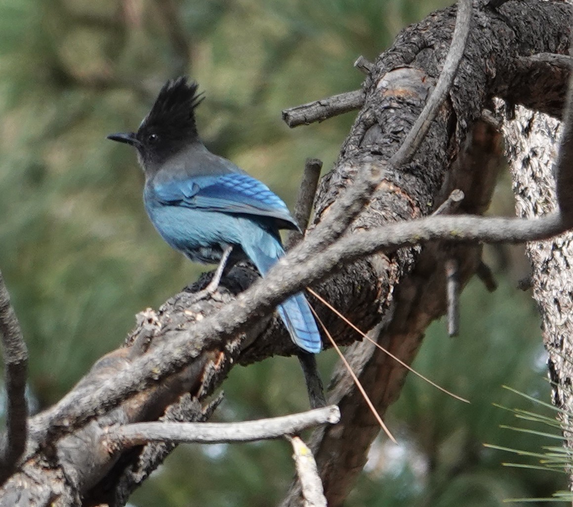 Steller's Jay - ML647537196