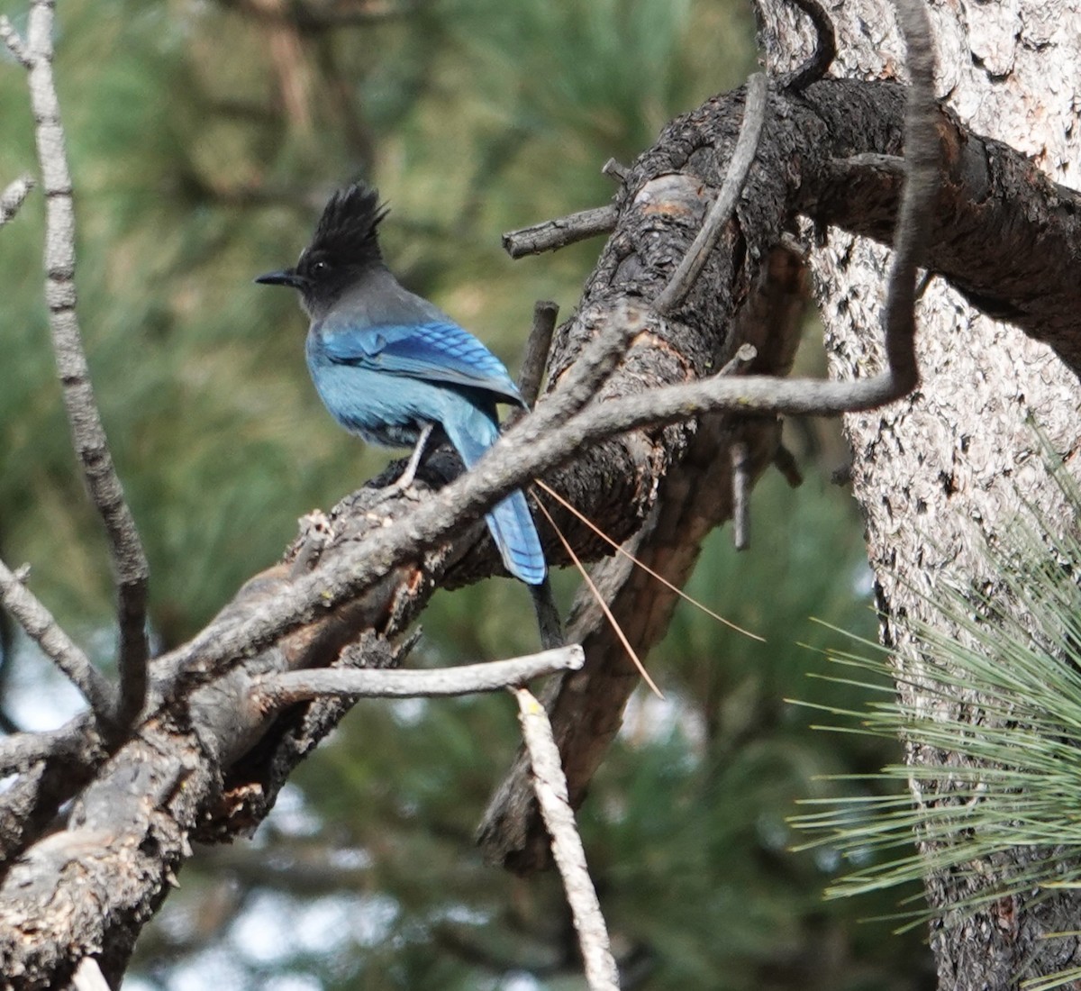 Steller's Jay - ML647537197