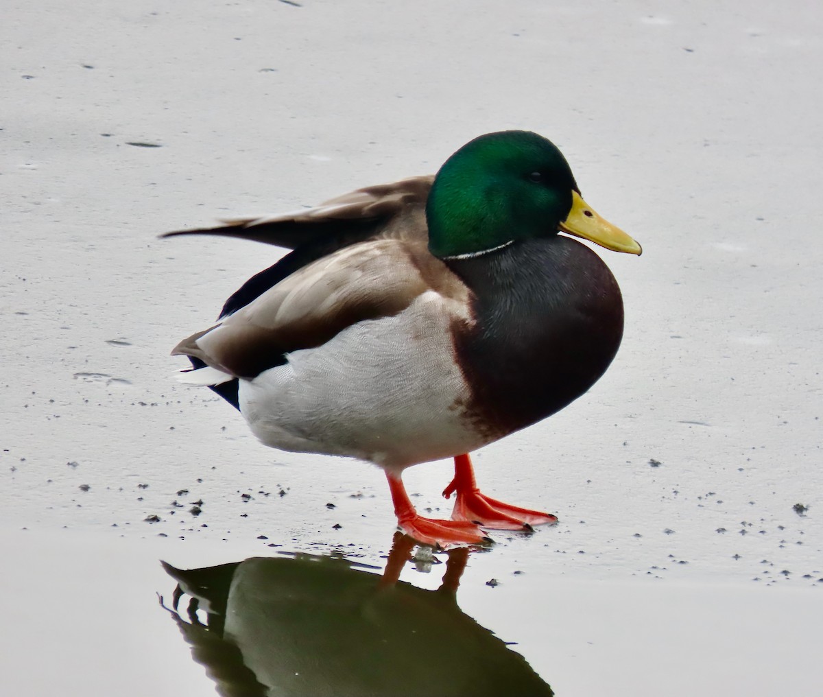 kachna divoká - ML647537198