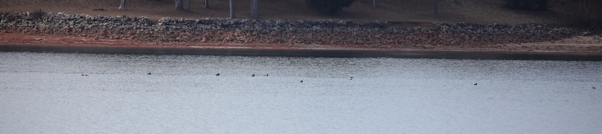 Buz Dalgıcı - ML647537208