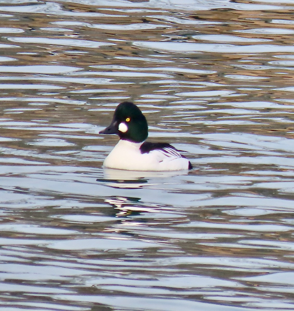 hohol severní - ML647537210