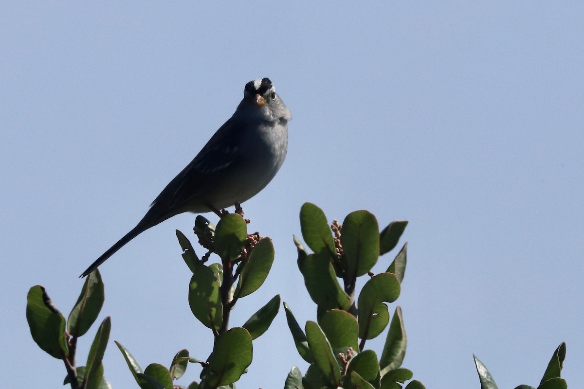 Porsuk Serçesi - ML647537213