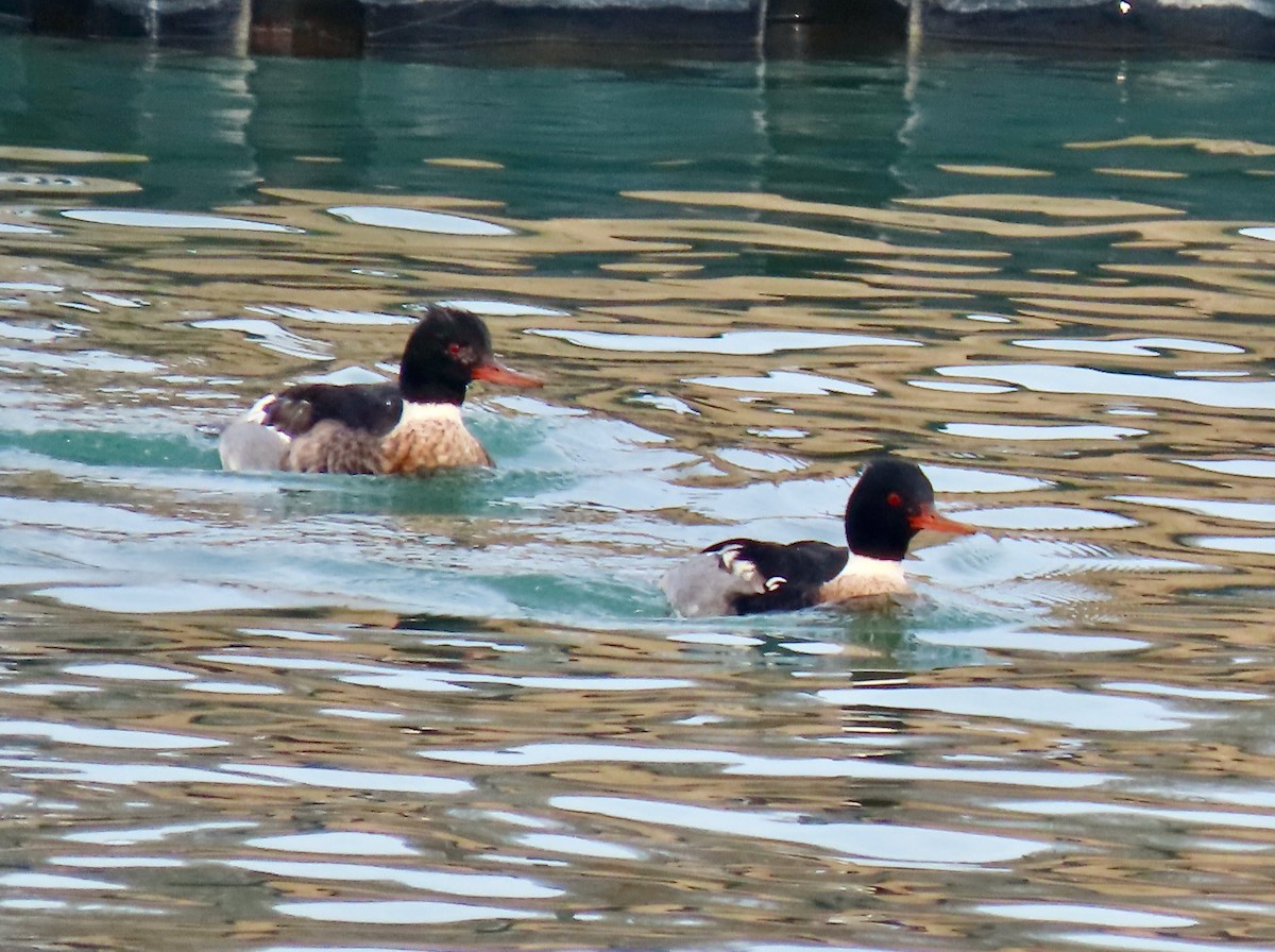 morčák prostřední - ML647537222